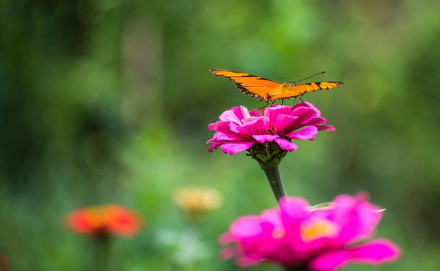 Free Butterfly Flowers photo and picture