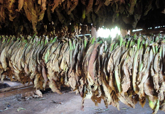 Free Tobacco Leaf photo and picture