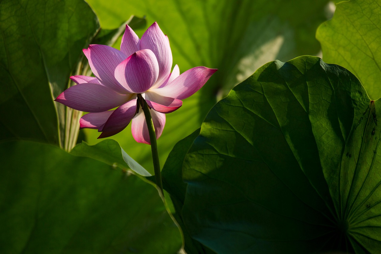 Lotus Flower May Season Free photo on Pixabay Pixabay