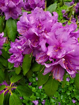 Free Rhododendron Purple photo and picture