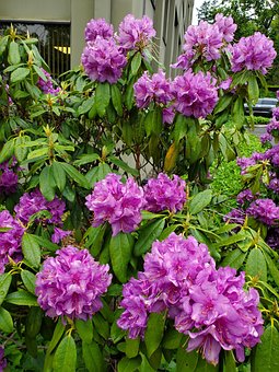 Free Purple Flowers photo and picture
