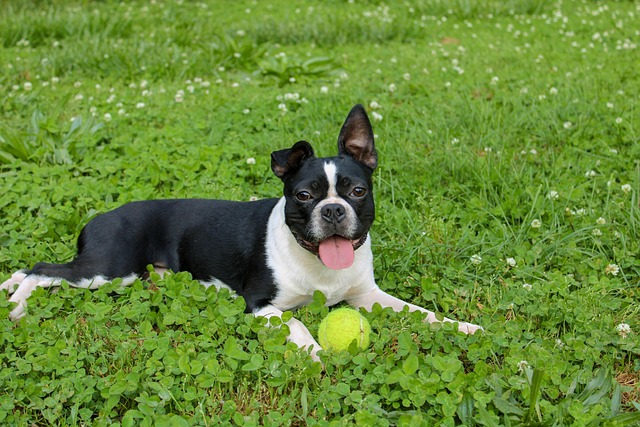 Free Dog Boston Terrier photo and picture