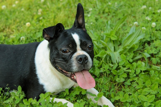 Free Dog Boston Terrier photo and picture