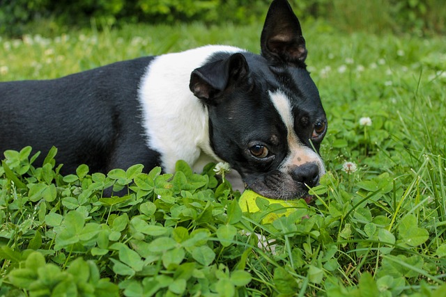 Free Dog Boston Terrier photo and picture