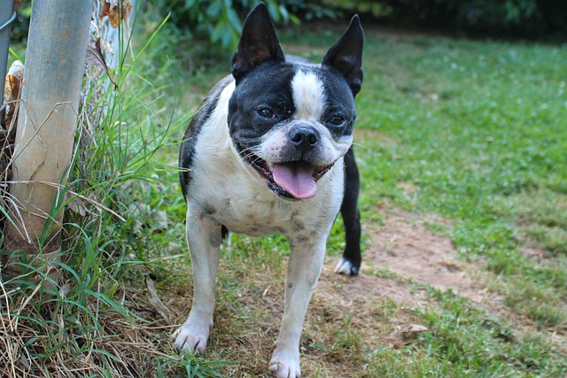 Free Dog Boston Terrier photo and picture