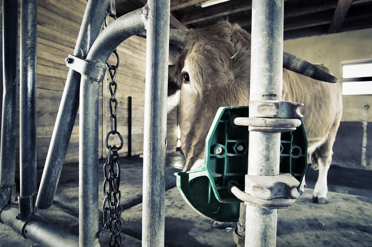 50+ Free Cowshed & Cattle Images - Pixabay