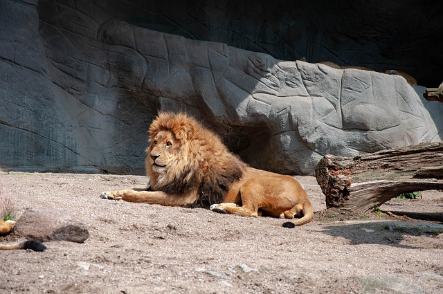 Free Lion Animal photo and picture