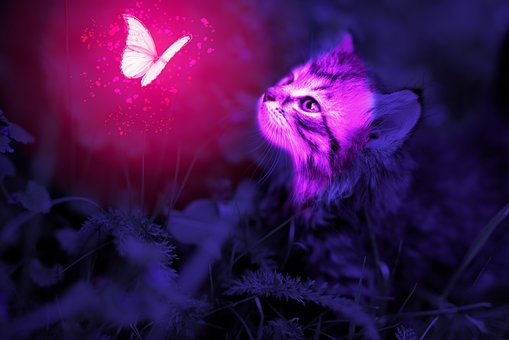 Free Kitten Glow photo and picture