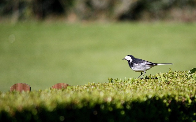 Free Bird Wagtail photo and picture