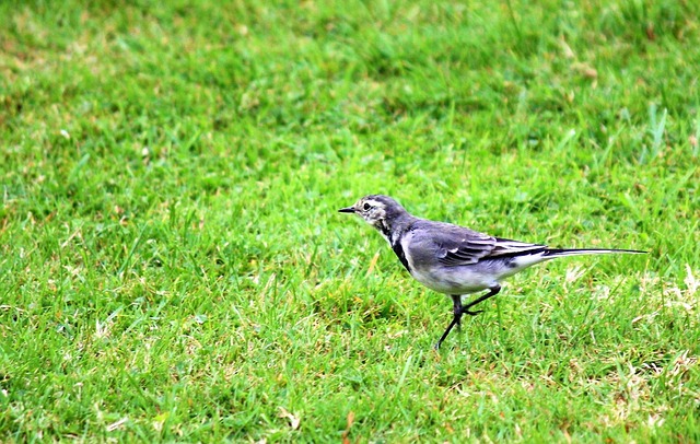 Free Bird Wagtail photo and picture