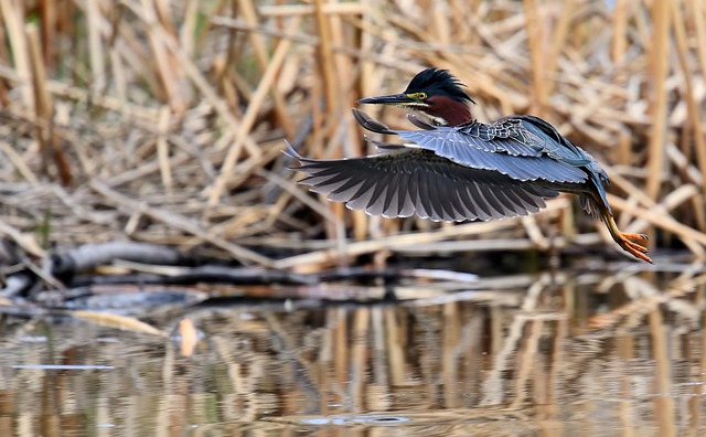 Free Green Heron Flight photo and picture