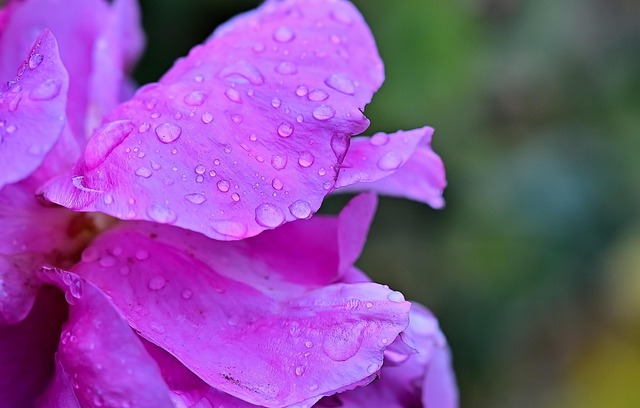 Free Flower Purple photo and picture