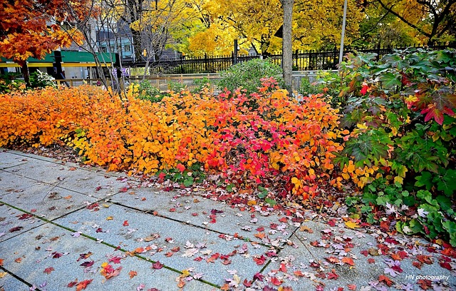 Free Autumn Colorful photo and picture