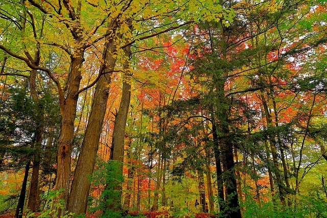 Free Autumn Leaves photo and picture