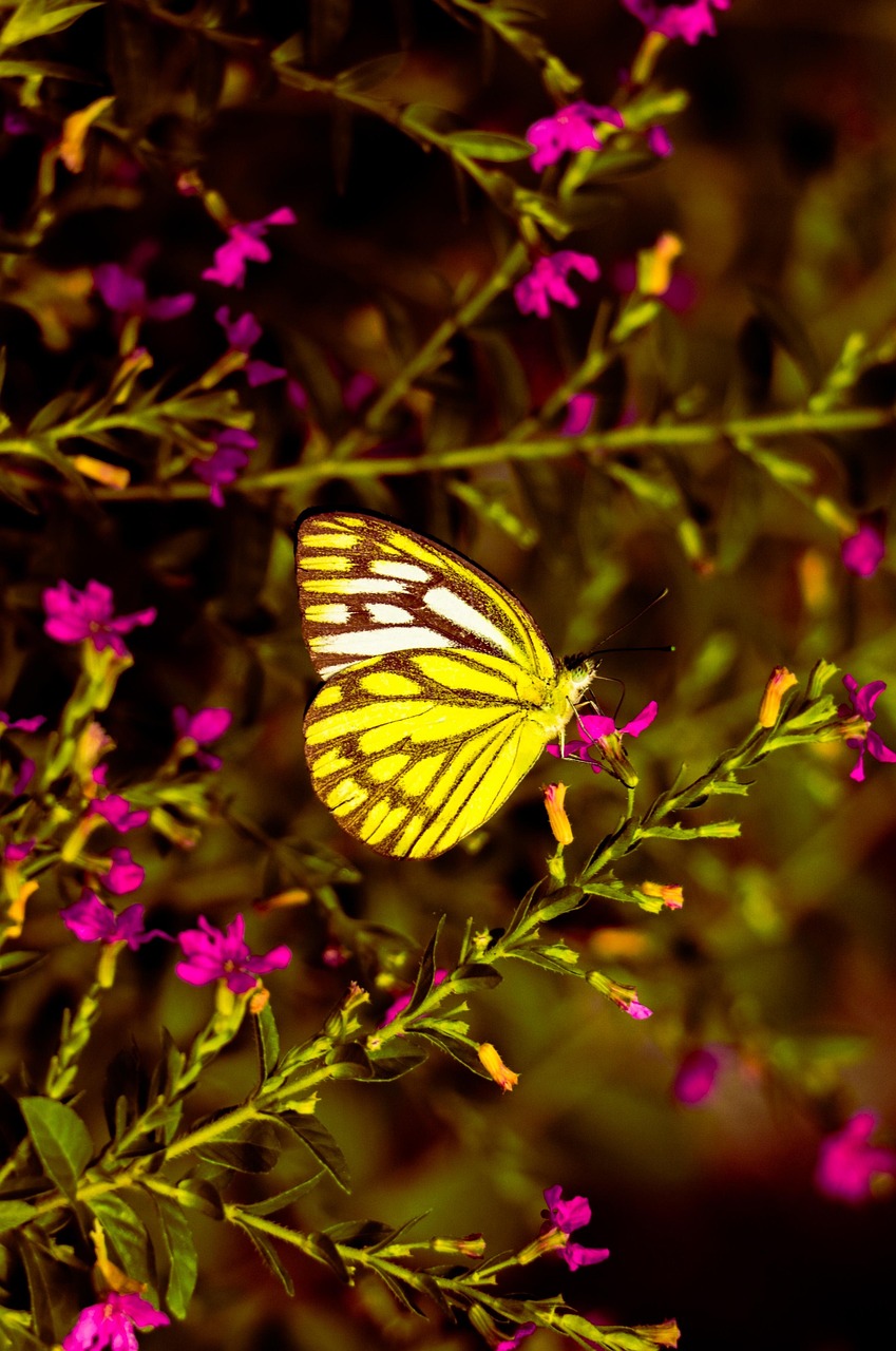 Butterfly Yellow Texture Free photo on Pixabay Pixabay