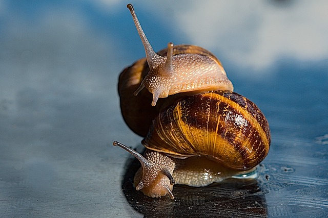 Free Homophobia Snail photo and picture