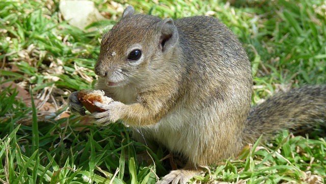 Free Squirrel Eat photo and picture