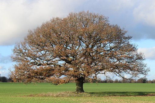 Inglaterra, Otoño, Campo, Naturaleza
