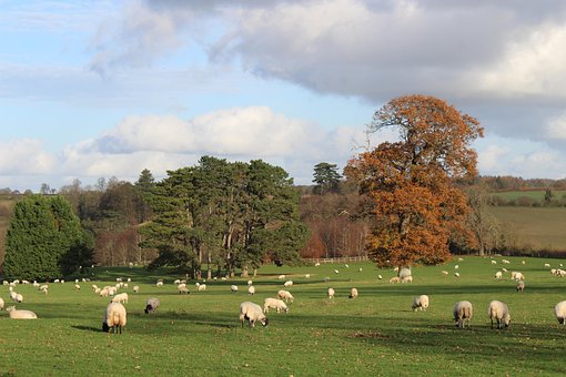 Inglaterra, Otoño, Campo, Naturaleza