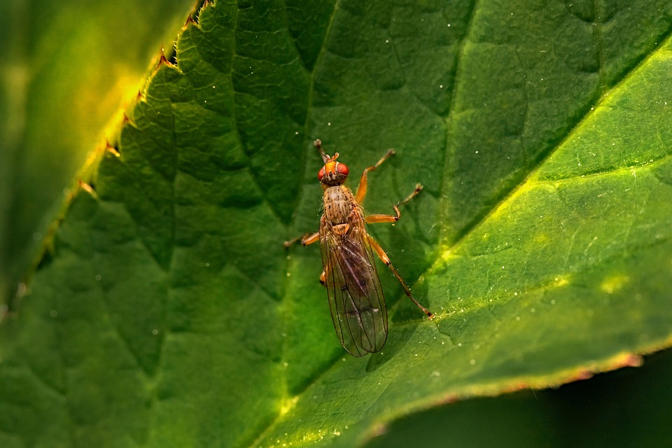 Flygha Flyga Husfluga Blad - Gratis foto på Pixabay - Pixabay