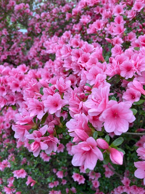 Azaleas, Primavera, Flores, Rosado
