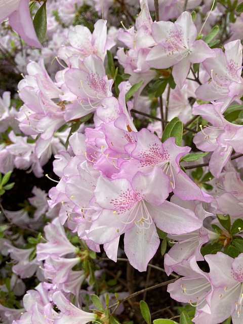 Azaleas, Primavera, Flores, Planta