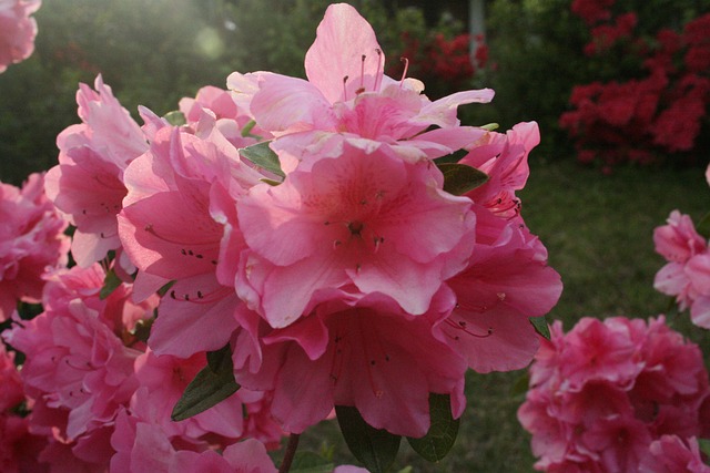 Azaleas, Primavera, Flores, Rosado