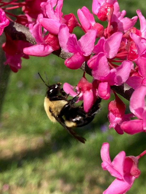 Abeja, Flores, Naturaleza