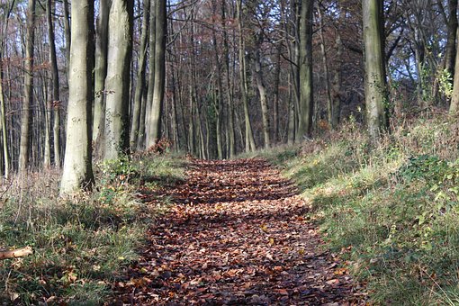 Inglaterra, Otoño, Campo, Naturaleza