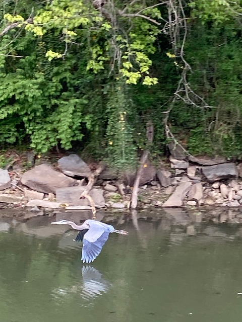 Garza, Aves, Ala, Volar, Georgetown