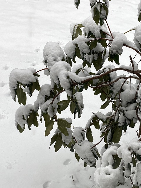 Nieve, Invierno, Naturaleza, Frío