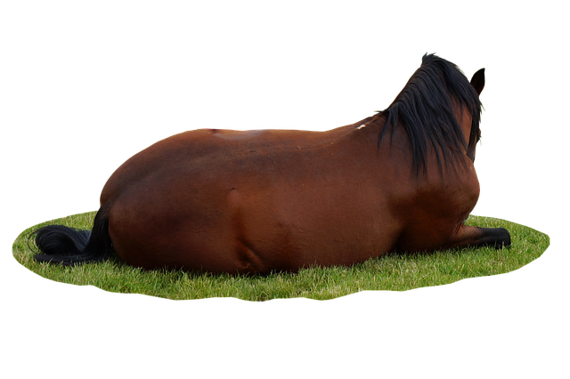 Pferd, Tier, Natur, Weide, Sich Ausruhen
