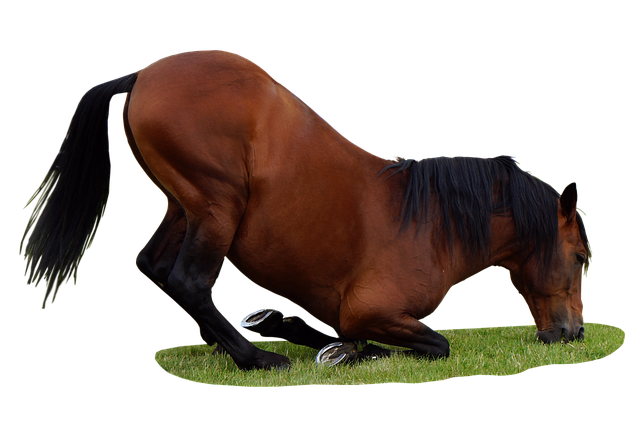Free horse animal pasture illustration