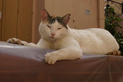 Katze, Kämpfer, Wild, Hof, Krallen