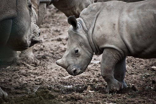 Free Rhinoceros Animal photo and picture