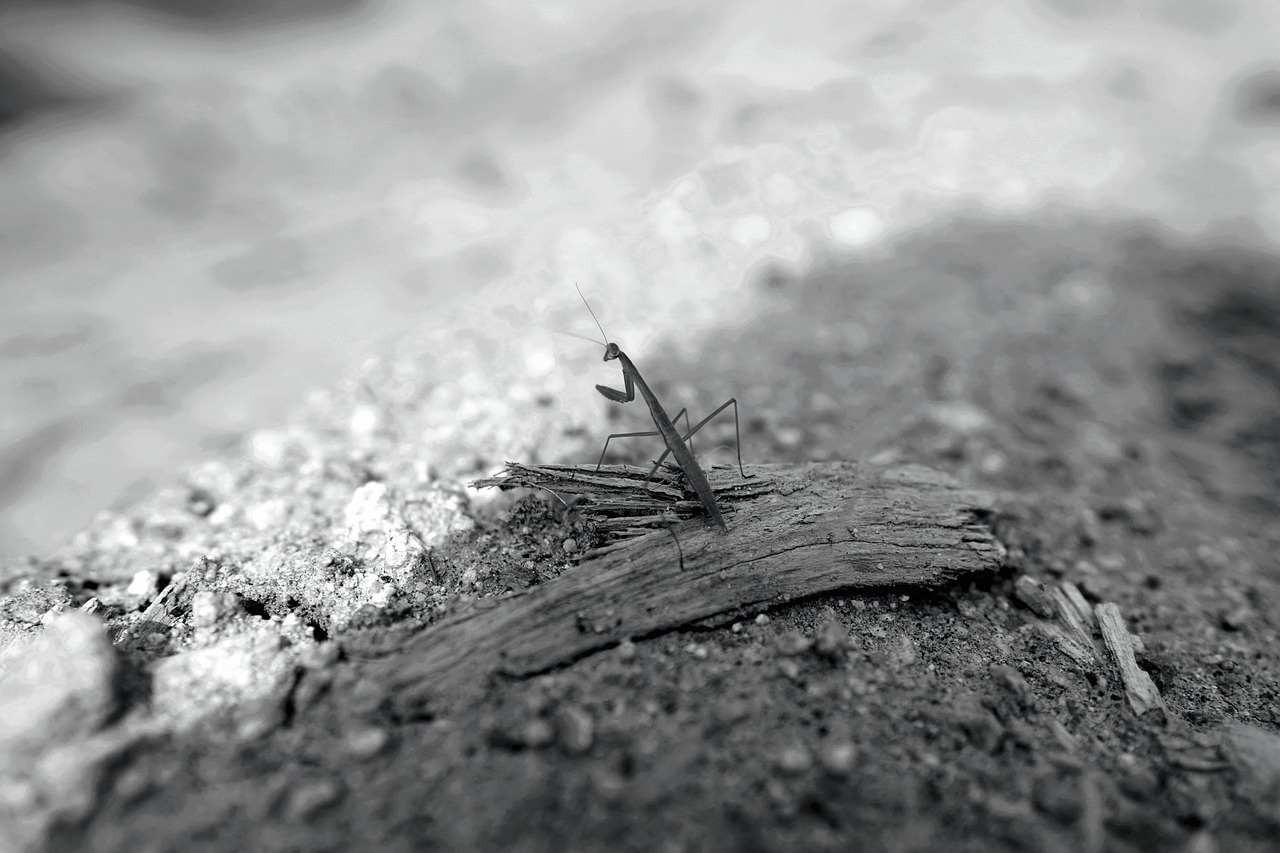 Macro Insecto En Blanco Y - Foto gratis en Pixabay - Pixabay