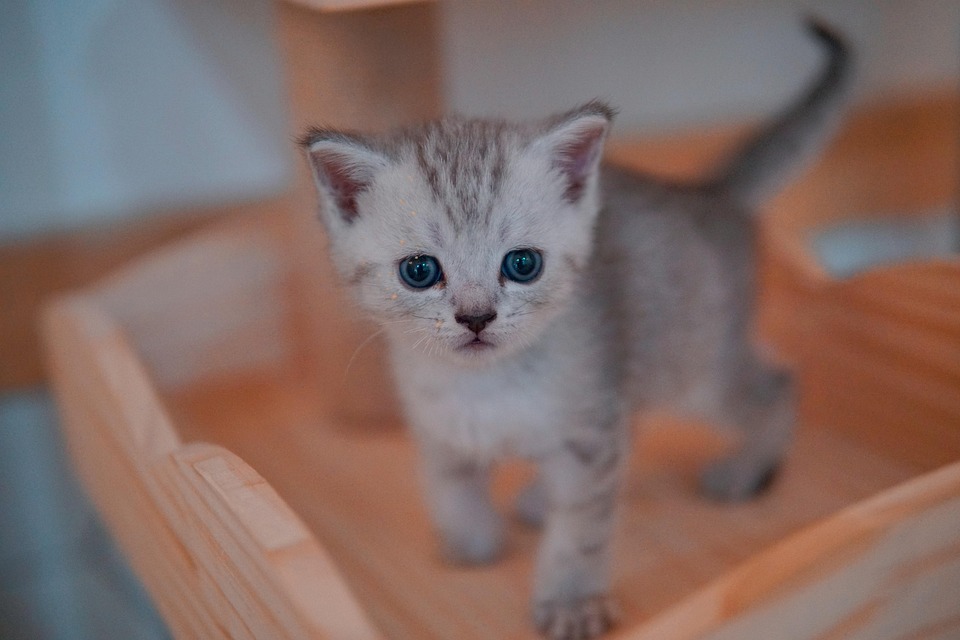 Pisică Pisoi Animal De Companie - Fotografie gratuită pe Pixabay