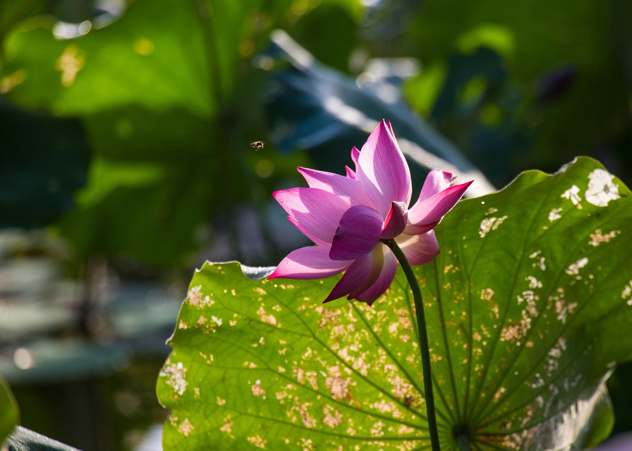 Lotus Flower May Season Free photo on Pixabay Pixabay