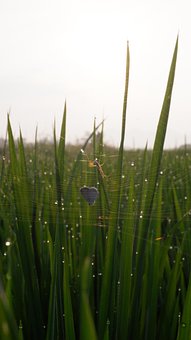Fotografie, Foto, Spinne, Reisfeld