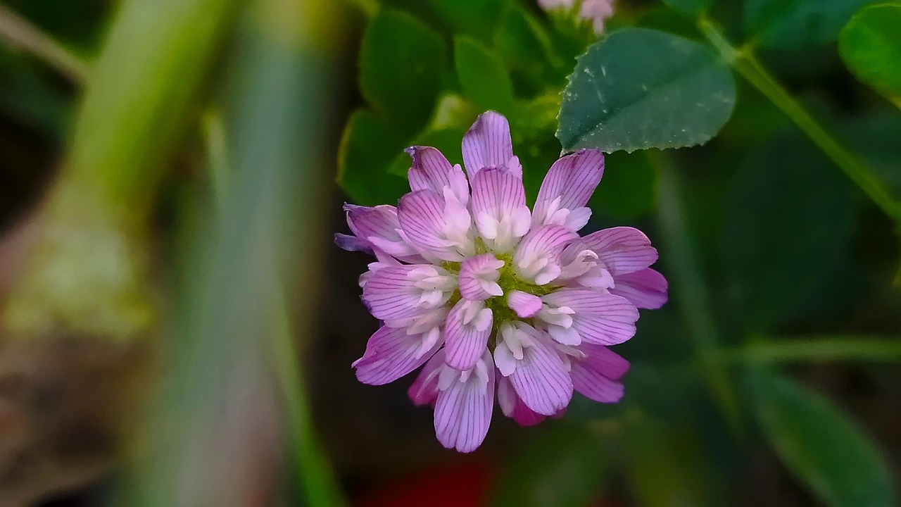 Clover Flower Plant Pink Free photo on Pixabay Pixabay