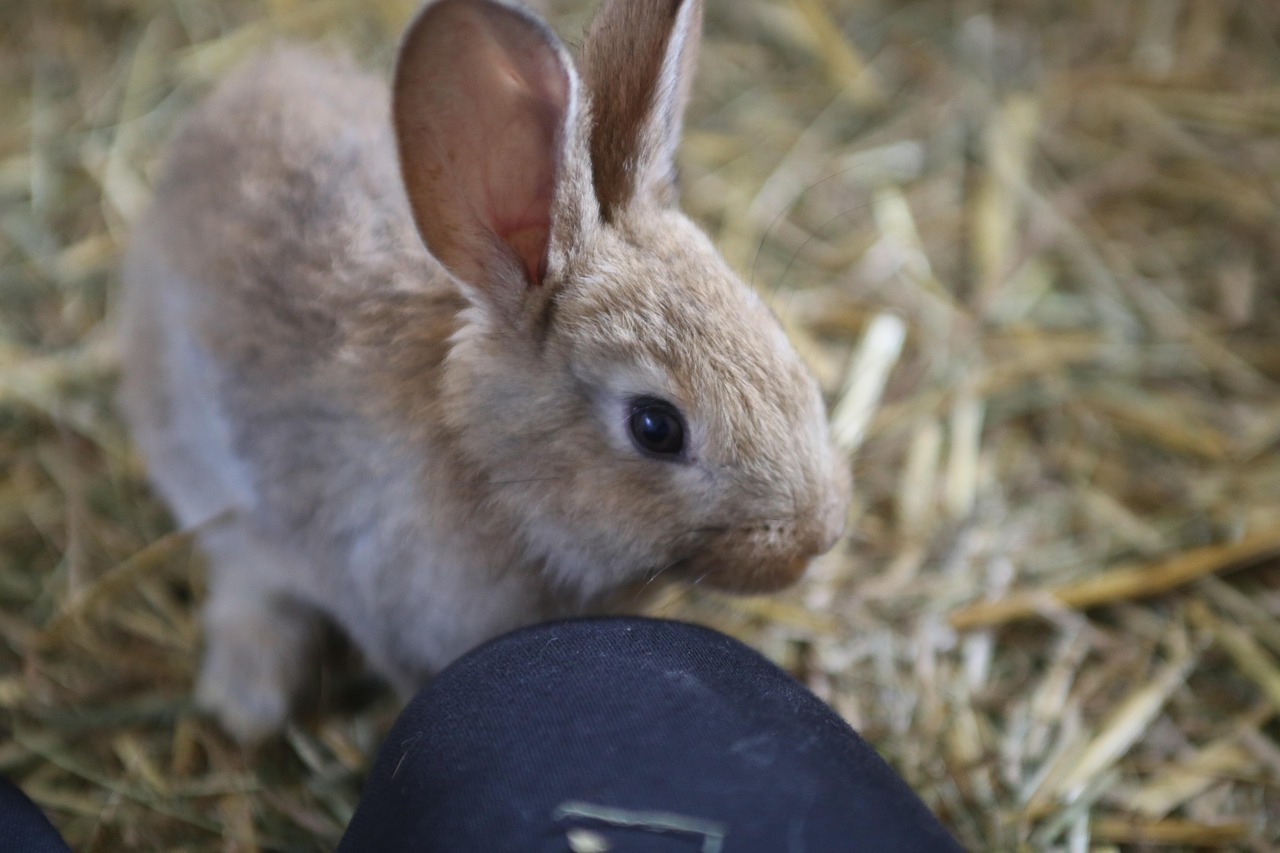 Hase Kaninchen Tier - Kostenloses Foto auf Pixabay - Pixabay