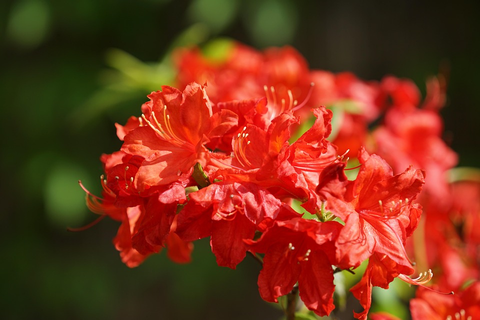 Azalea Flowers Red - Free photo on Pixabay - Pixabay