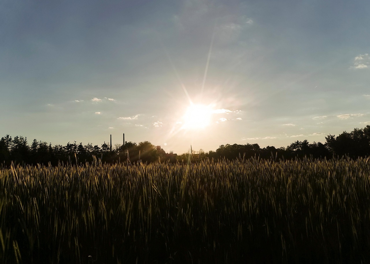 Sun Field Heaven - Free photo on Pixabay - Pixabay