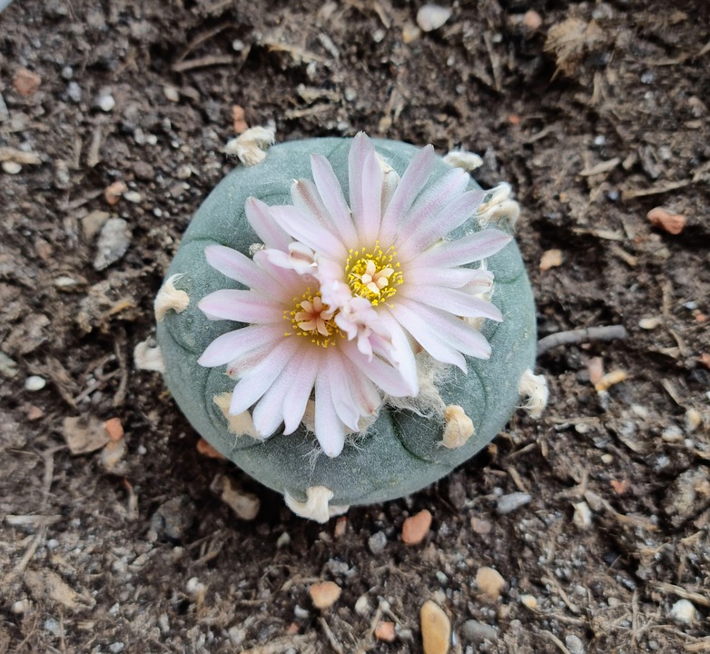 Paoti Peyote Cactus Cacti - Free photo on Pixabay - Pixabay