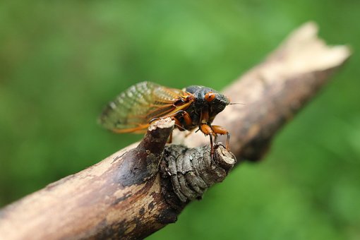 Free Cicada Insect photo and picture