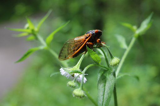 Free Cicada Flower photo and picture