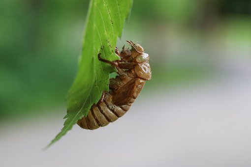 Free Cicada Shell photo and picture