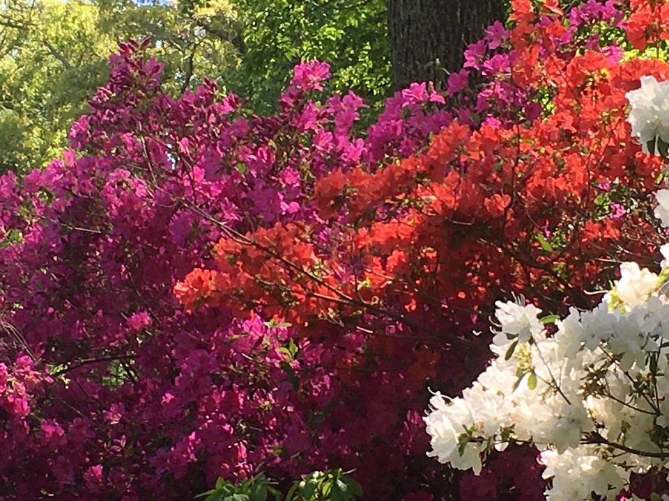 Rhododendrons Cape Cod Heritage - Free photo on Pixabay