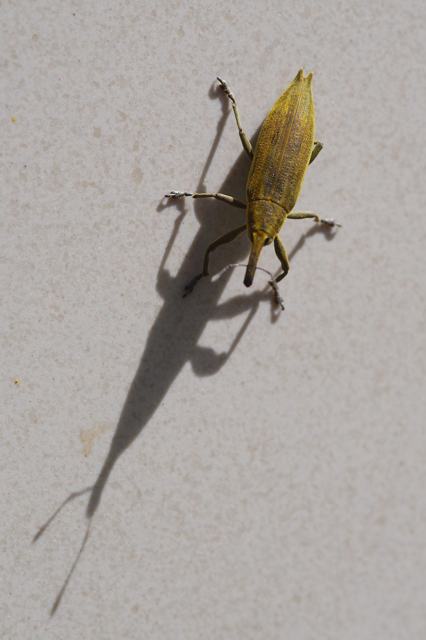 Insecto Escarabajo El - Foto gratis en Pixabay