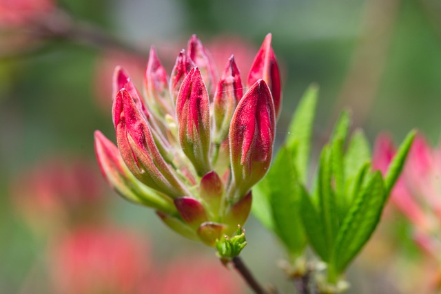 Free Azalea Flower photo and picture